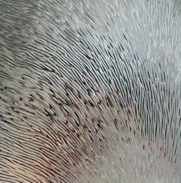 CHINCHILLA glass