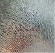 CHINCHILLA